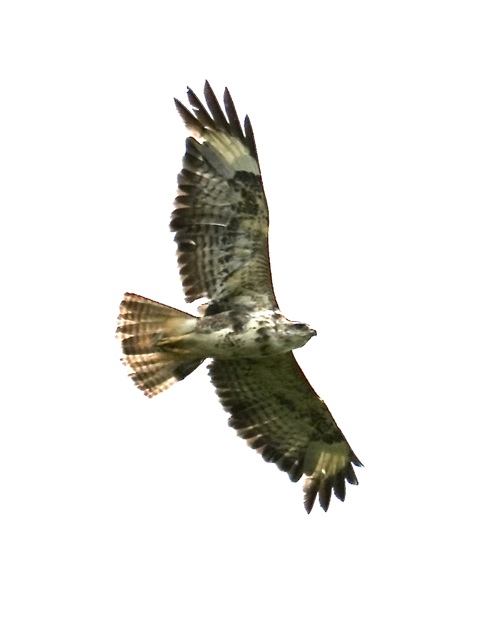 buzzard